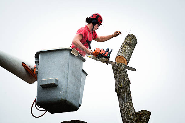 Best Root Management and Removal  in Denver, CO